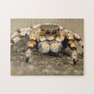 Schattige Arachnid Jumping Spider Foto Puzzle Legpuzzel