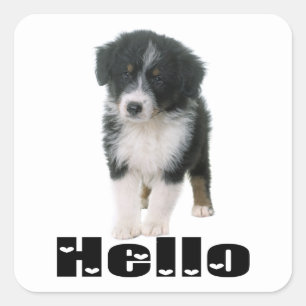 Schattige Australische Herder Hondenwelkom Puppy Vierkante Sticker