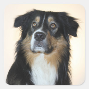 Schattige Australische Herder Puppy Hond Liefhebbe Vierkante Sticker