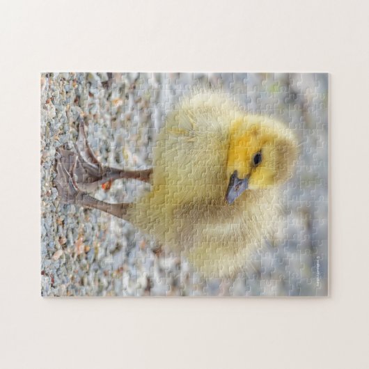 Schattige Baby Canada Goose op de grind Legpuzzel (Horizontaal)