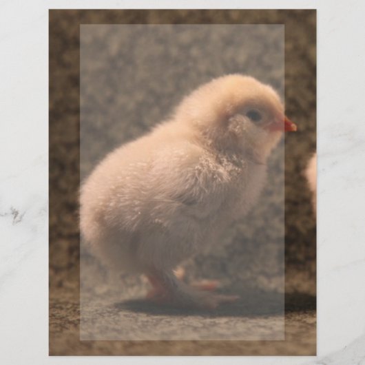 Schattige Baby Chick Stationery (Voorkant)