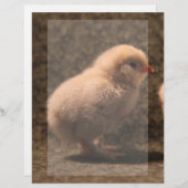 Schattige Baby Chick Stationery (Voorkant / Achterkant)