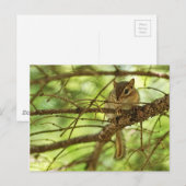 Schattige Baby Chipmunk Hiding in een pijnboom Briefkaart (Voorkant / Achterkant)