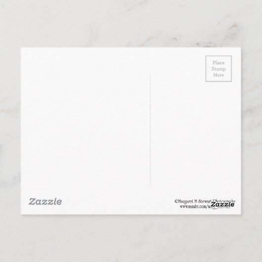 Schattige Baby Chipmunk Hiding in een pijnboom Briefkaart (Achterkant)