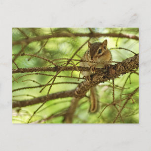 Schattige Baby Chipmunk Hiding in een pijnboom Briefkaart