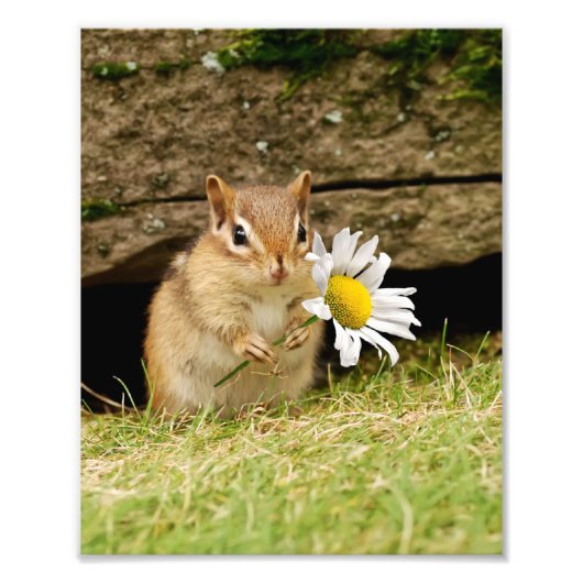 Schattige Baby Chipmunk met Daisy Foto Afdruk (Voorkant)