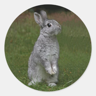 Schattige Baby Konijn Sticker