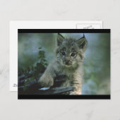 Schattige Baby Lynx Briefkaart (Voorkant / Achterkant)