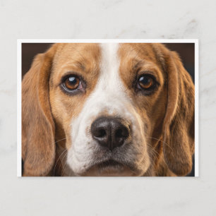 schattige Beagle hond postkaart