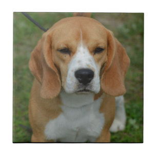 Schattige beagle tegeltje
