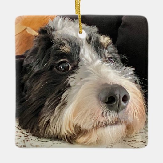 Schattige Bernedoodle Keramisch Ornament (Voorkant)