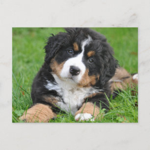 Schattige Bernese Mountain Dog Puppy Briefkaart