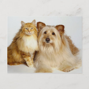 Schattige Best Friends Dog en Cat Photo Briefkaart