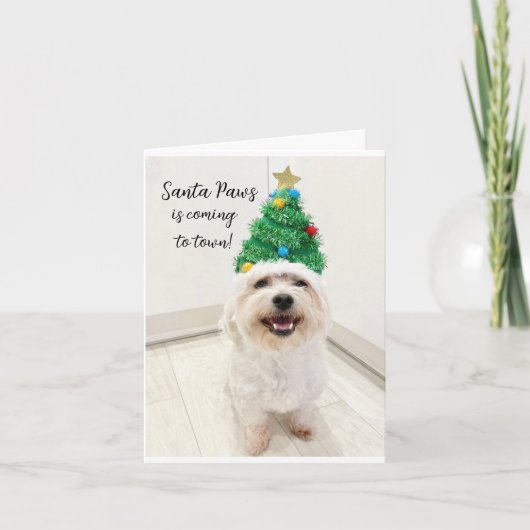 Schattige Bichon Maltese kerstkaart Santa Pootjes Kaart (Voorkant)