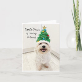 Schattige Bichon Maltezer Kerstkaart Santa Pootjes Kaart