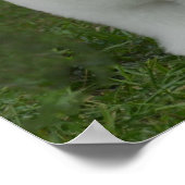 Schattige Bichon Poster (Hoek)