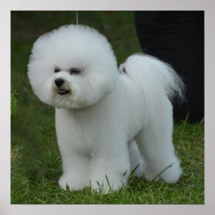 Schattige Bichon Poster