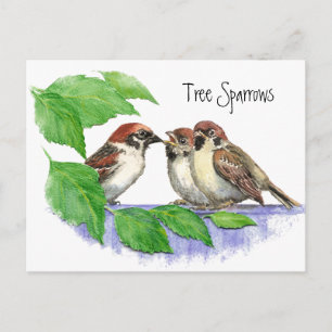 Schattige Bird, Sparrow Family Briefkaart