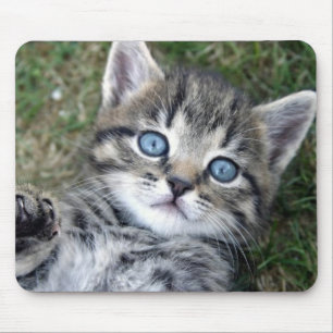 Schattige blauwe-oyed Silver Tabby Kitten Mousepad Muismat