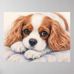 Schattige Blenheim Cavalier King Charles Spaniel R Poster