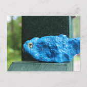 Schattige Bluebird Rock Briefkaart (Voorkant)