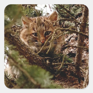 Schattige Bobcat Kitten in een Boom Vierkante Sticker