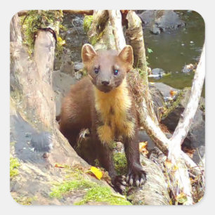 Schattige boommarter op omgevallen boom Boswildlif Vierkante Sticker