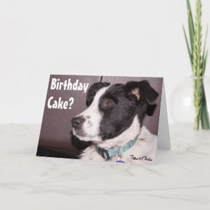 Schattige Border Collie Heeler Mix Slaapwelpje Kaart