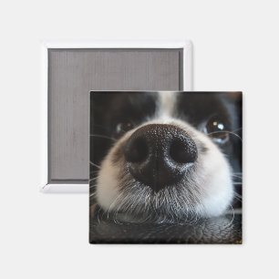 Schattige Border Collie Neus Close-up Magneet