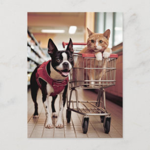Schattige Boston Terrier en een kat gaan winkelen Briefkaart