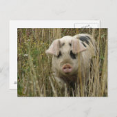 Schattige Briefkaart (Voorkant / Achterkant)