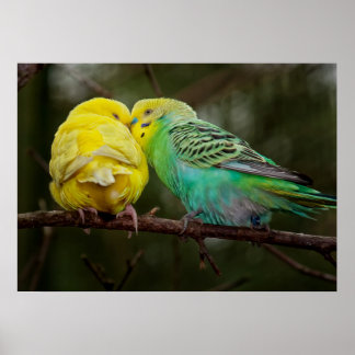 Schattige budgetten poster