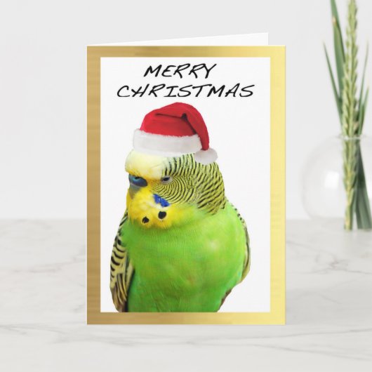 "Schattige Budgie" ontwerp kerstkaarten Feestdagen Kaart (Voorkant)