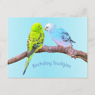 Schattige budgie paar - custom briefkaart