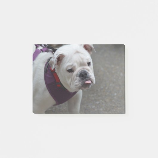 Schattige Bulldog Post-it® Notes (Voorkant)