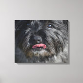 Schattige Caïro Terrier Canvas Afdruk (Voorkant)