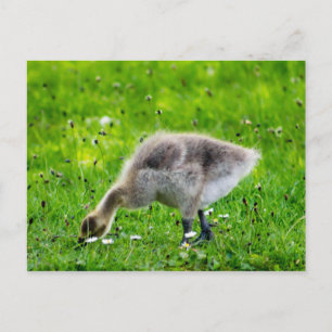 Schattige Canadese goose gosling Briefkaart