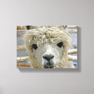 Schattige Canvas Afdruk