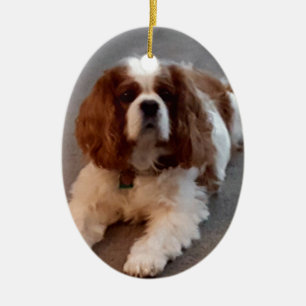 Schattige Cavalier King Charles Spaniel Keramisch Ornament