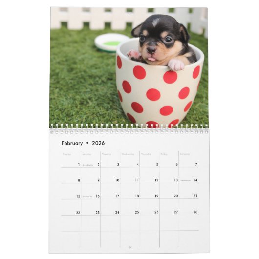 Schattige Chihuahua honden 2026 Kalender (Feb 2026)