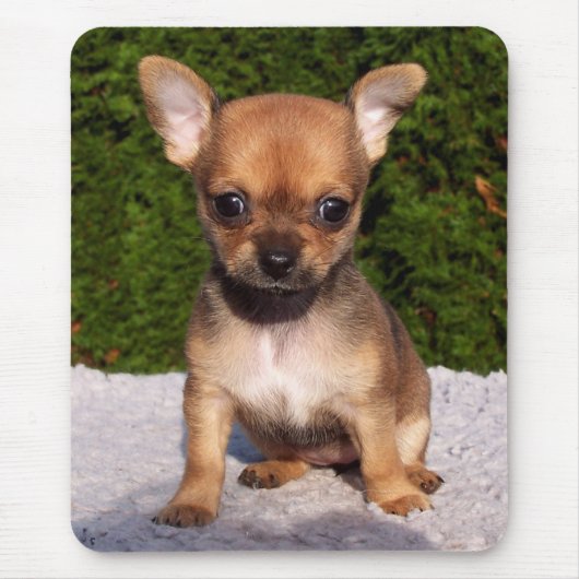 Schattige Chihuahua Puppy Dog Muismat (Voorkant)