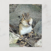 Schattige Chipmunk-Briefkaart Briefkaart (Voorkant)