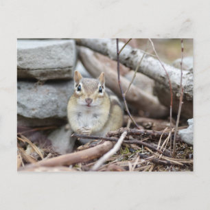 Schattige Chipmunk-glimlach Briefkaart