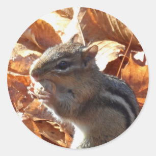 Schattige Chipmunk met pinda Ronde Sticker