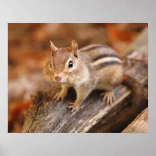 Schattige chipmunk poster (Voorkant)