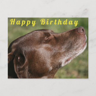 Schattige chocolade Labradordhond - Gefeliciteerd Briefkaart