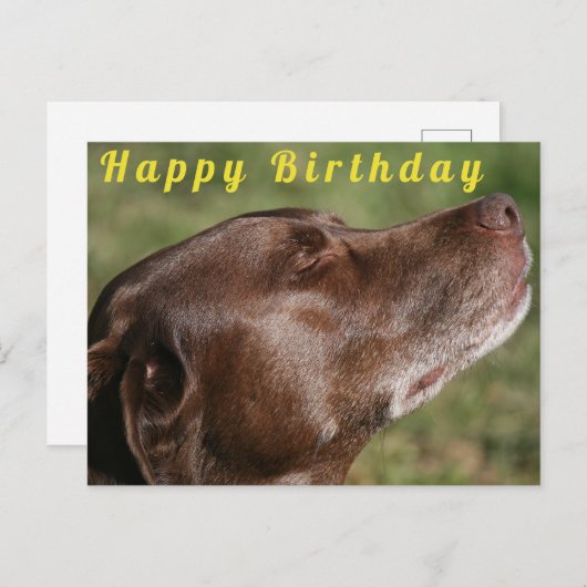 Schattige Chocolade Labradors hond - Gefeliciteerd Briefkaart (Voorkant / Achterkant)