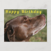 Schattige Chocolade Labradors hond - Gefeliciteerd Briefkaart (Voorkant)