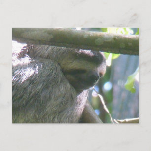 Schattige Costa Rica luiaard close-up doe-het-zelf Feestdagenkaart