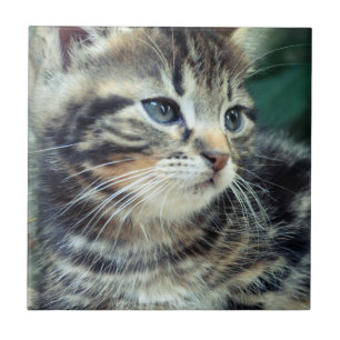 Schattige Cute Kitten Tegeltje